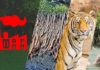 Open letter: Protect Sundarbans from coal-fired power plants